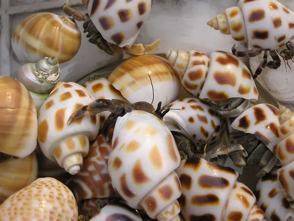 Hermit crabs — Stock Photo, Image