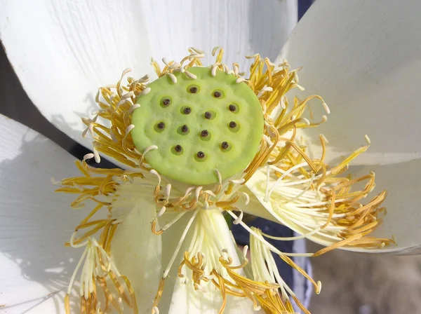 Owoce lotosu — Zdjęcie stockowe