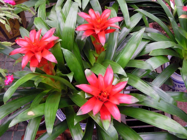 Showy bromeliads plant — Stock Photo, Image