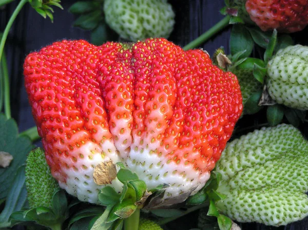 Strawberry — Stock Photo, Image