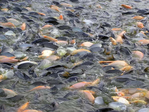 Peixes na superfície da água — Fotografia de Stock