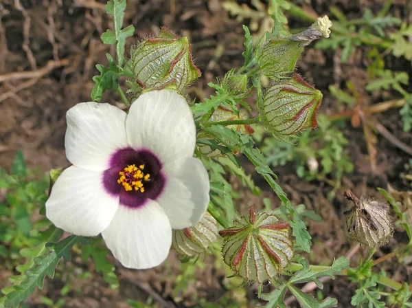 Plantules de pastèque sauvage — Photo