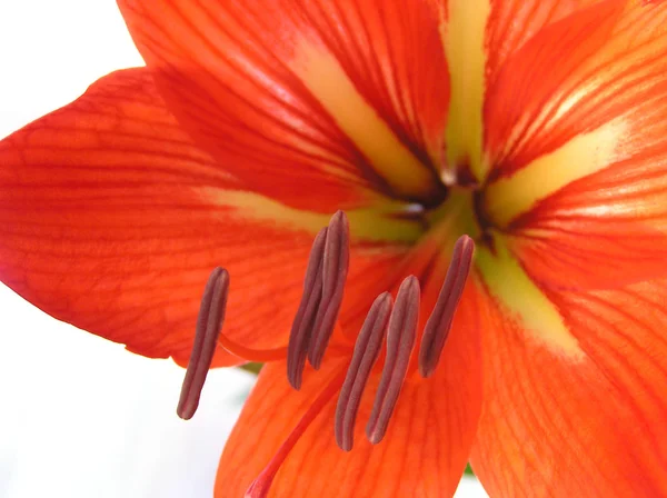 Amaryllis flower — Stock Photo, Image