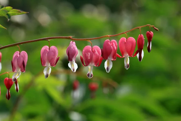 Bellissimi fiori — Foto Stock