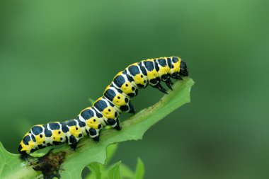 Kelebek larva - tırtıl