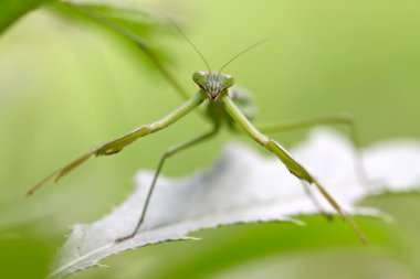 closeup Mantis