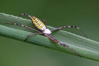 yabani otlar üzerinde Spider