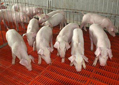 piglets in the enclosure