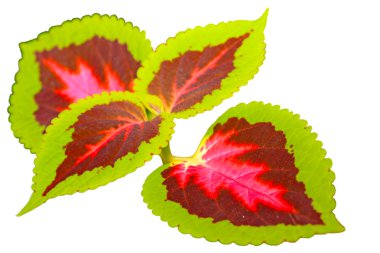 Coleus çimen