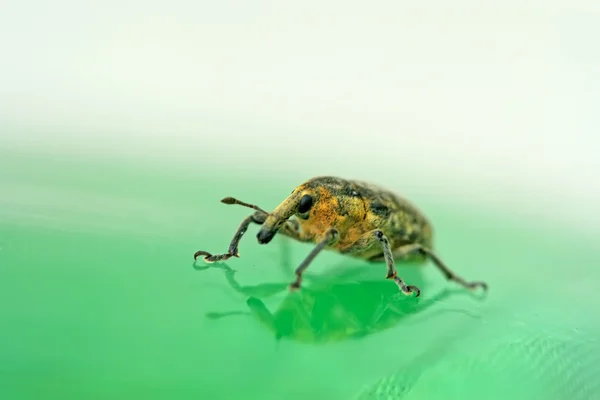 Rüsselkäfer — Stockfoto