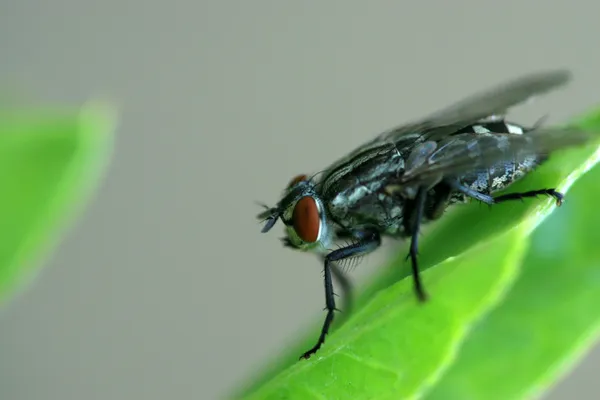 Fly on green leaf — Stock Photo, Image