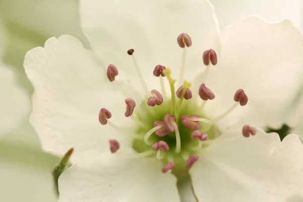 Close-up van peer bloem in het wild in china — Stockfoto