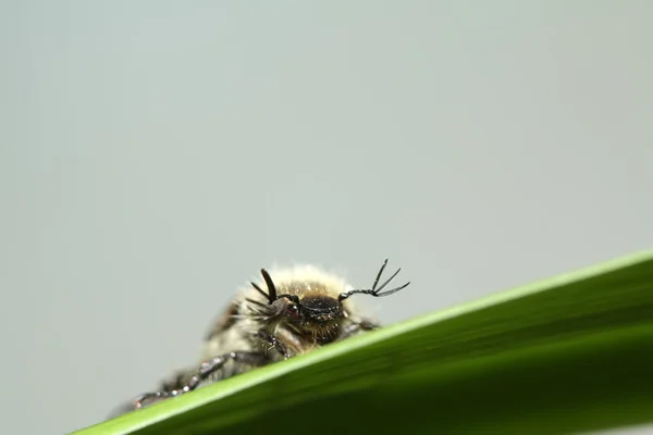 Maikäfer — Stockfoto