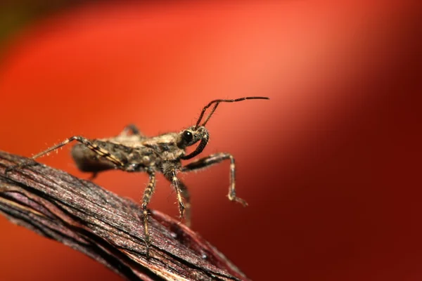 Cimice puzzolente — Foto Stock