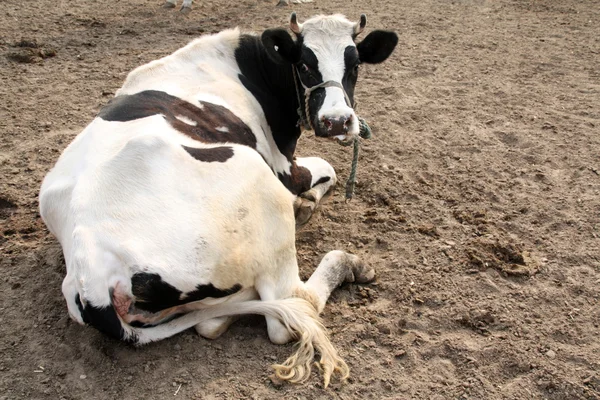 Vacas Holstein en una granja en China —  Fotos de Stock
