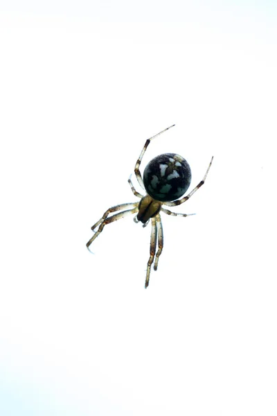 Aranha — Fotografia de Stock