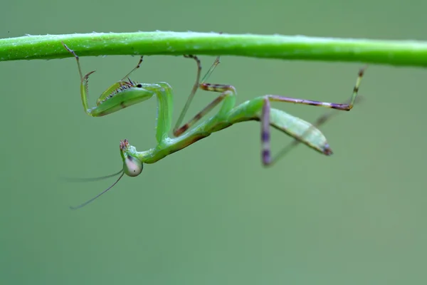 カマキリ — ストック写真