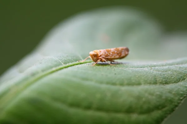 Dwergcicade op een groen blad — Stockfoto