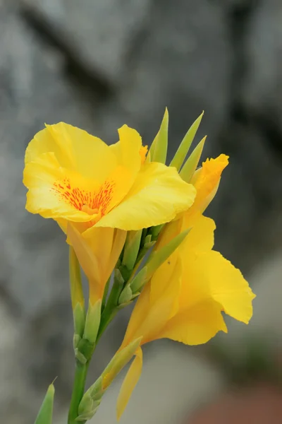 Canna generalis — Stock Photo, Image