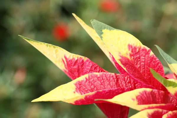 树叶和花朵 — 图库照片