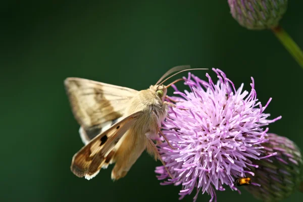 Polilla insectos en una flor — Foto de Stock