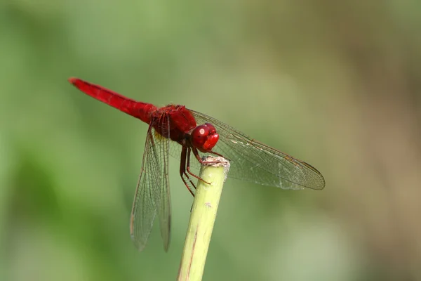 Libélula vermelha no galho da árvore — Fotografia de Stock