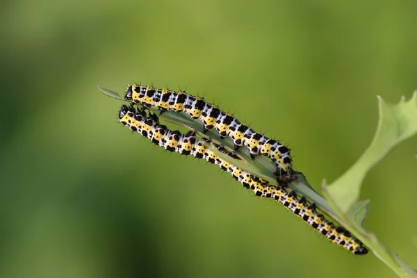 Larva de borboleta - lagarta — Fotografia de Stock
