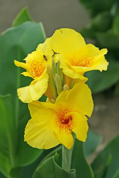 Gul canna blommor — Stockfoto