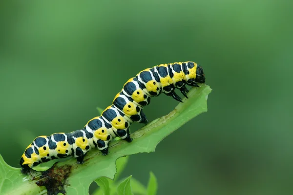 Larva de borboleta - lagarta — Fotografia de Stock