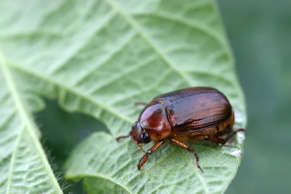 Bruin beatles op de groene bladeren — Stockfoto