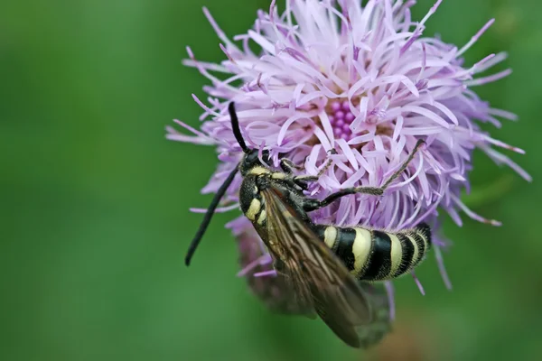 Abeille chercher du miel sur une fleur — Photo