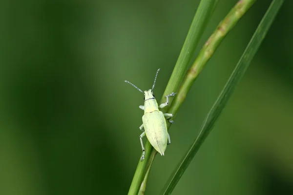 Gorgojo verde —  Fotos de Stock