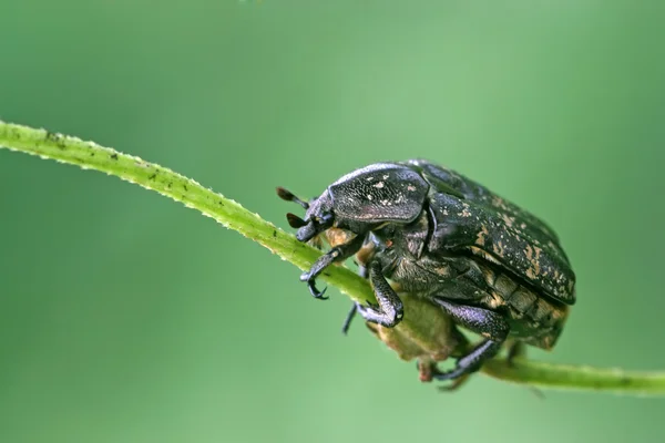 Gouden tortoise shell — Stockfoto