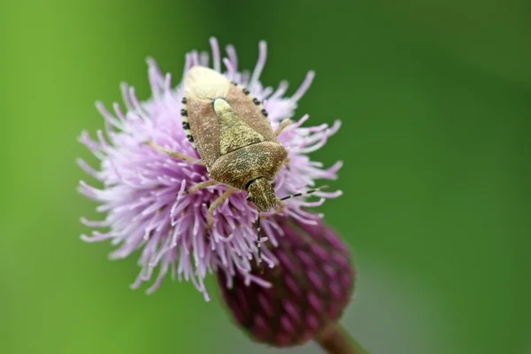 Stinkwanze — Stockfoto