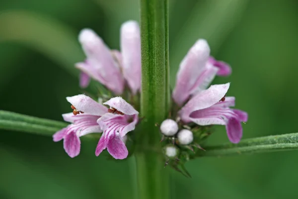 Bunga Labiatae motherwort — Stok Foto