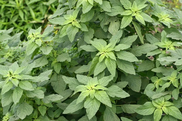 Tiga-berwarna amaranth — Stok Foto