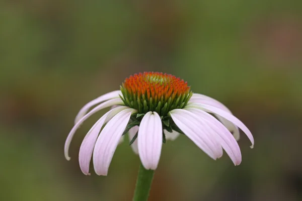 Vilda växter blommor — Stockfoto