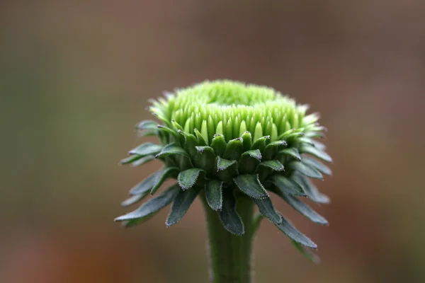 野生植物的花 — 图库照片