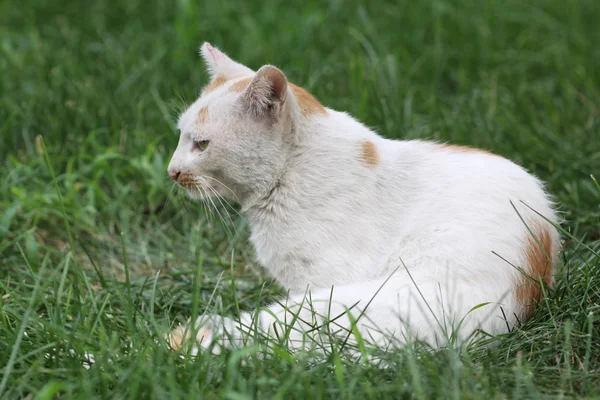 草の中の猫が — ストック写真
