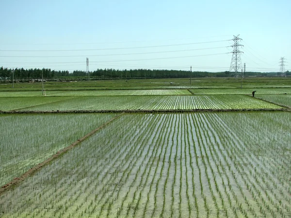 Risfält landskap — Stockfoto