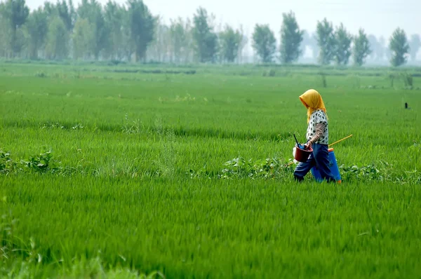 Rural scenery — Stock Photo, Image