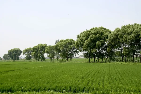 Rural scenery — Stock Photo, Image