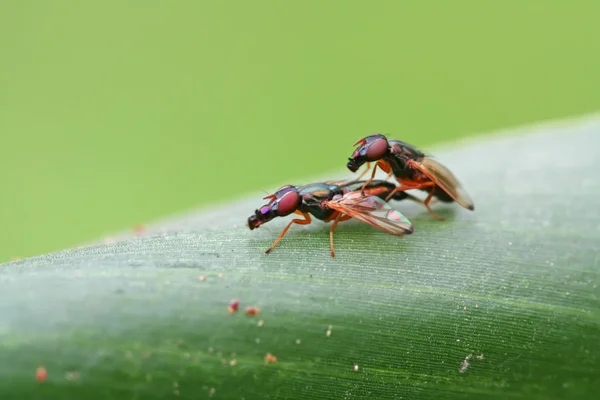 Deux mouches insectes aimant — Photo