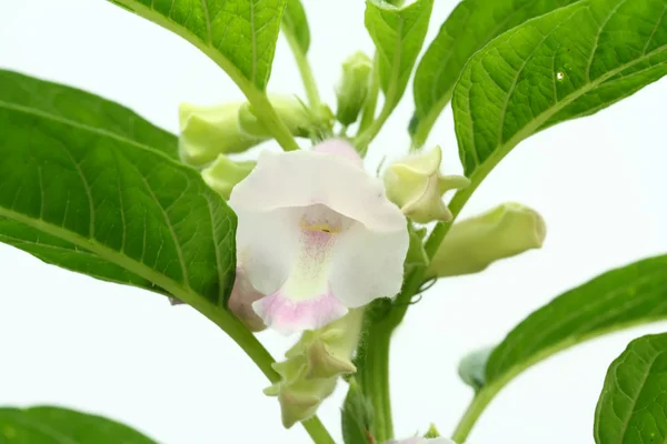 Flor de sésamo — Fotografia de Stock