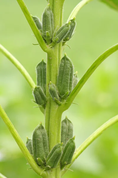 Sesame capsule — Stock Photo, Image