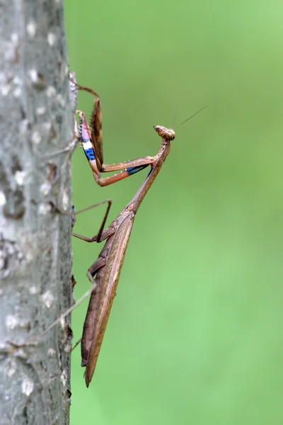 Gros plan de la mante — Photo