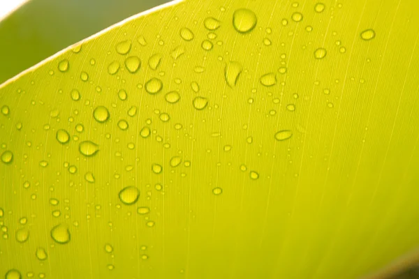 Banana leaf — Stock Photo, Image