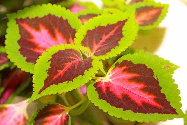 Coleus grass — стоковое фото