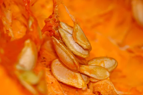 Pumpkin — Stock Photo, Image