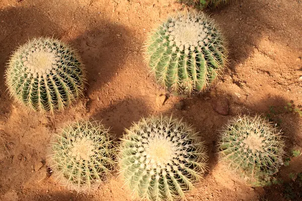 Echinocactus — Stock Photo, Image